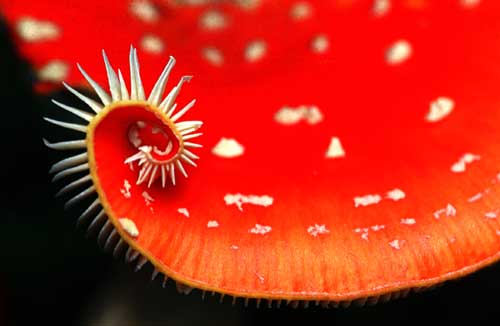 Ein Titelfoto für GalerieWald 2004