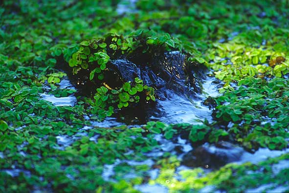Ein Titelfoto für GalerieCamouflage
