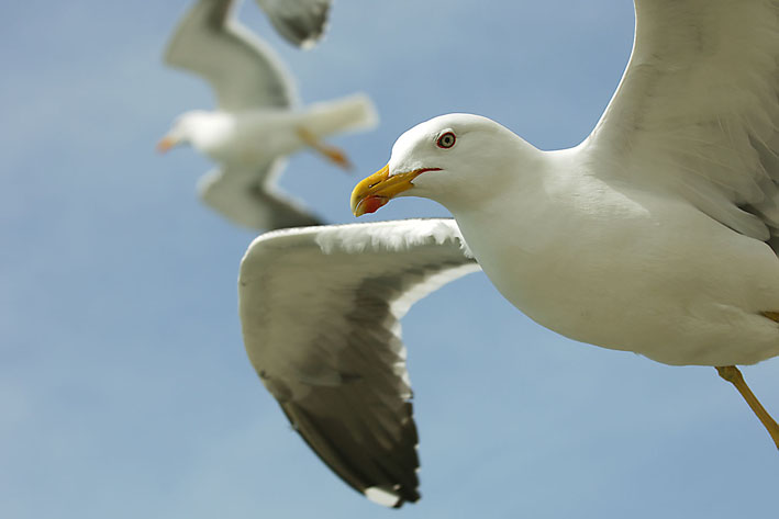 Eine Möwe kommt selten allein