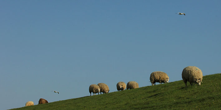 Deichleben auf Texel