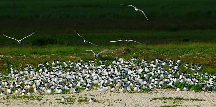 Brandseeschwalbenkolonie