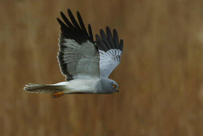 Männliche Kornweihe