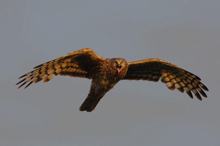 Ein Titelfoto für GalerieTexel Mai 2006