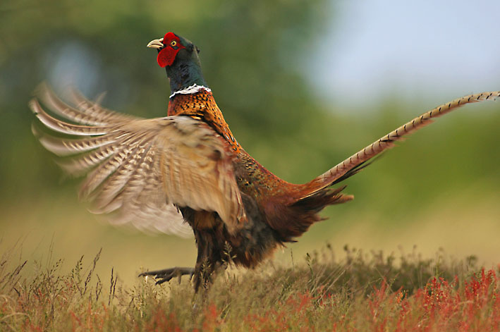 Ich bin der Größte