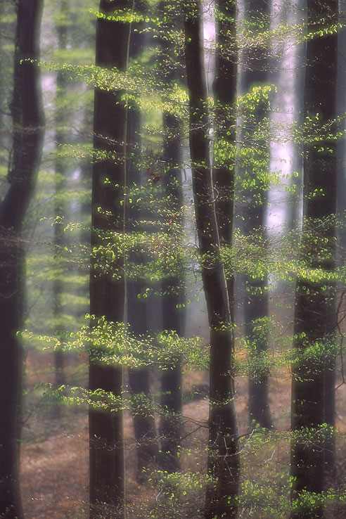 Buchenwald im Frühling II