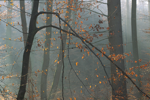 Buchenwald im Spätherbst
