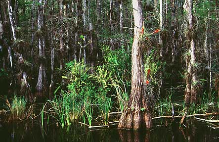Big Cypress Reserve