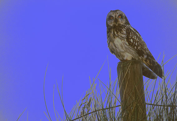 Sumpfohreule früh morgens