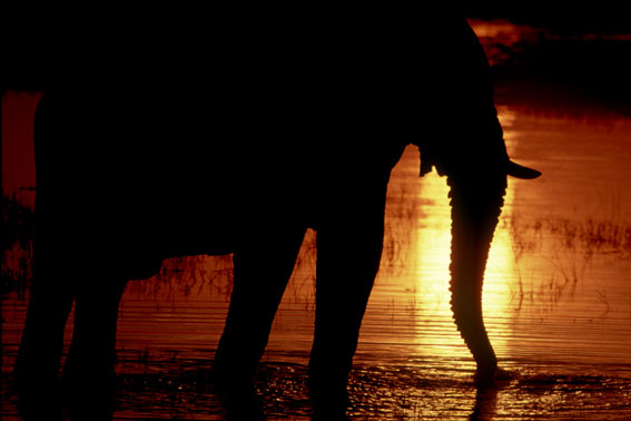 Abendstimmung in Moremi