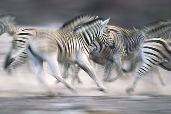 Ein Titelfoto für GalerieNamibia/Botswana 1996-2000