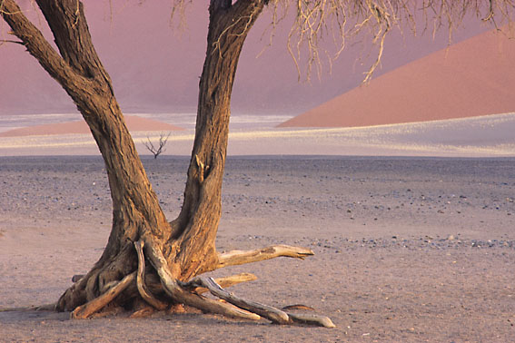 Kameldornbaum Soussusvlei