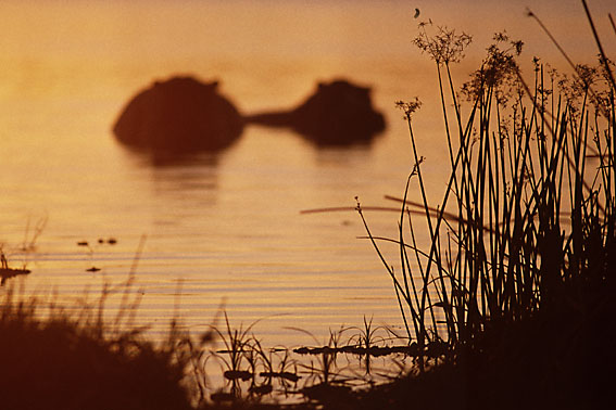 Nilpferde wollen an Land