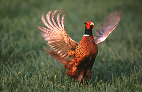 Balzendes Fasanenmännchen