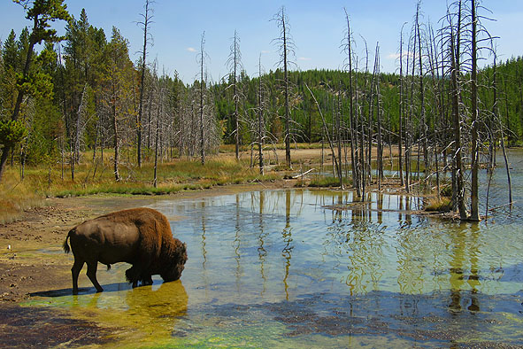 Bison am Gardner River