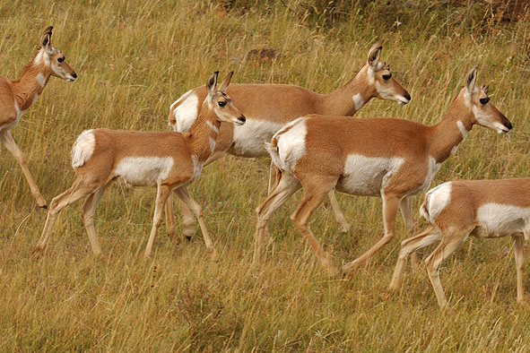 Gabelböcke (weibliche Tiere)