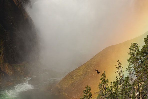 Upper Falls mit  Regenbogen und  Fischadler
