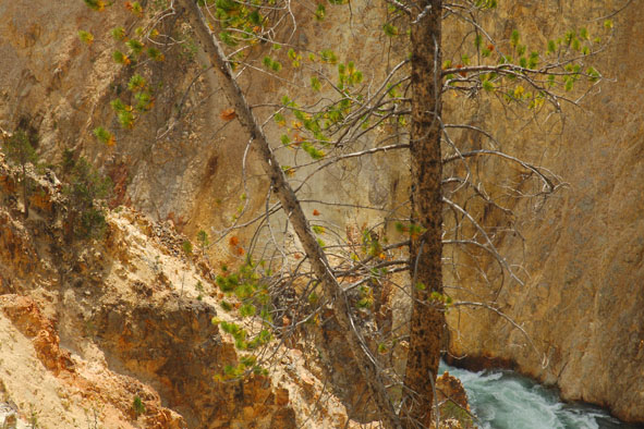 Ein Titelfoto für GalerieYellowstone NP 2006