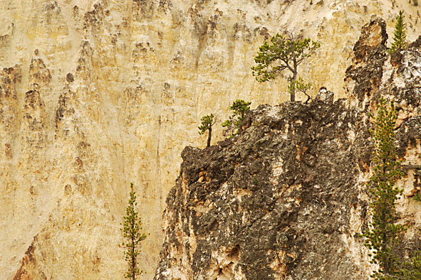 Pinien am Yellowstone Canyon