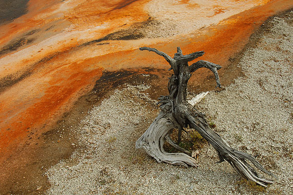 Detail am Biscuit Basin