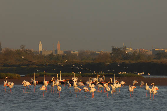 Eine 2. Flamingokolonie