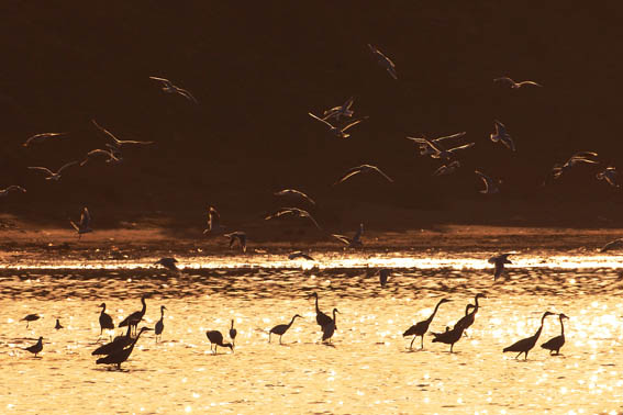 Gute Jagdgründe am Oued Souss