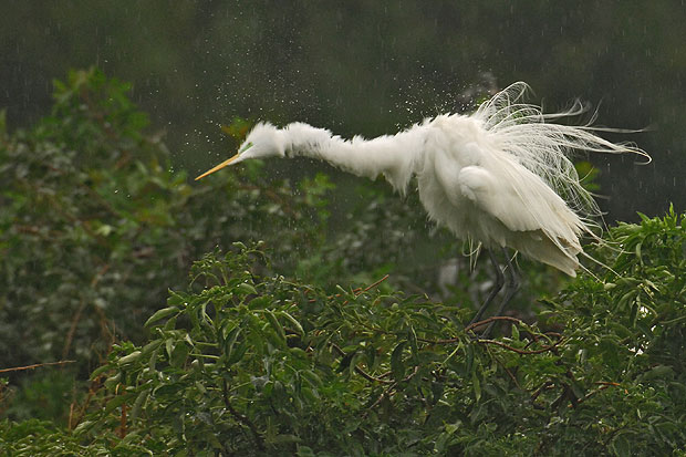 Ein Regentag in Venice