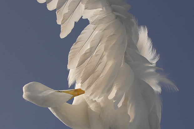 Silberreiher putzt sich