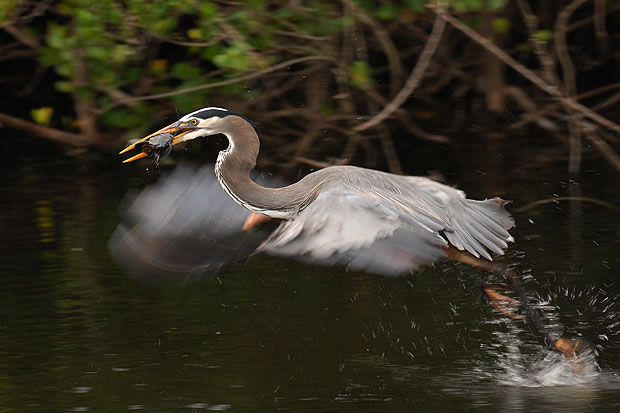 Kanadareiher mit Wels