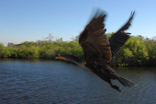 Kormoran (sog. Ohrenscharbe) im Flug