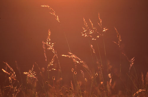 Wiese im letzten Tageslicht