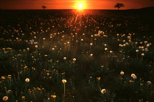Ein Titelfoto für GalerieWiesen 2004
