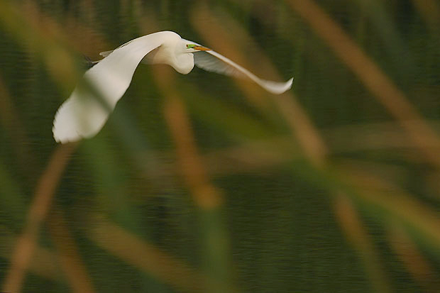 Silberreiher im Flug