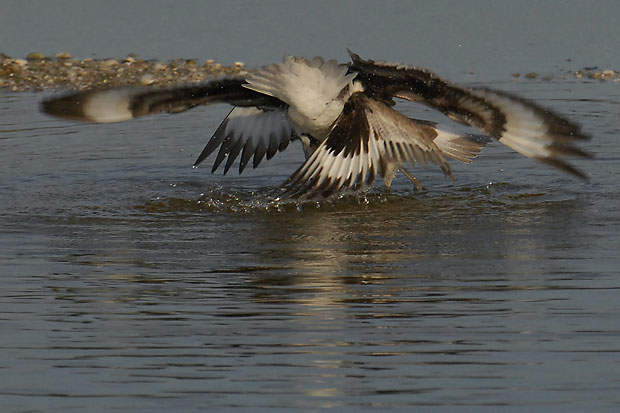 Limikolen streiten sich