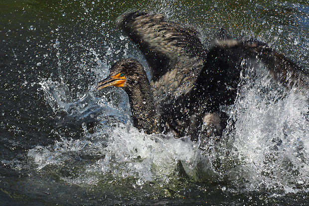 Ein Titelfoto für GalerieFlorida 2007