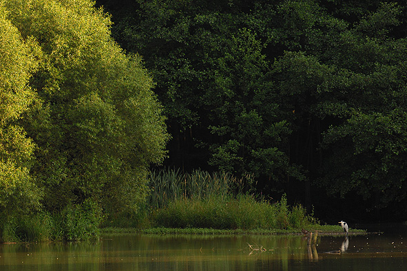 Der grosse Weiher am Iserbach