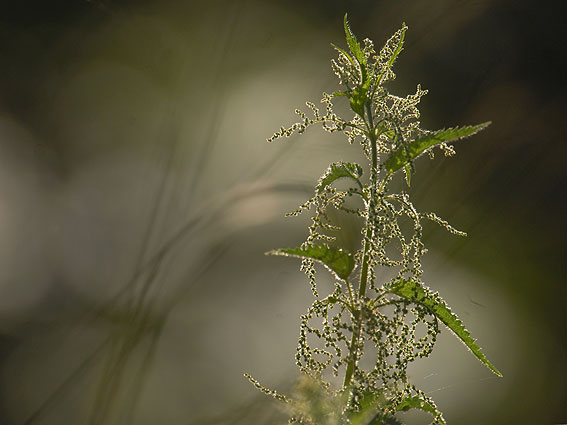 Schönheit einer Brennnessel im Gegenlicht