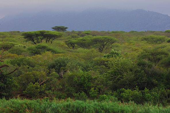 Landschaft am Lower Sabie