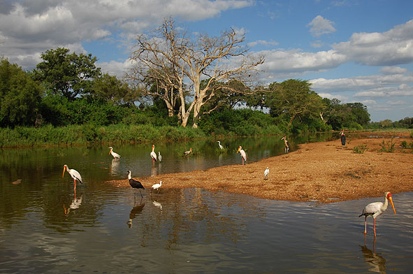 Fischreichtum am Shingwedzi