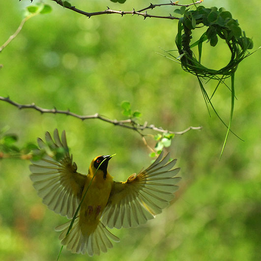 Fleissiger Maskenwebervogel