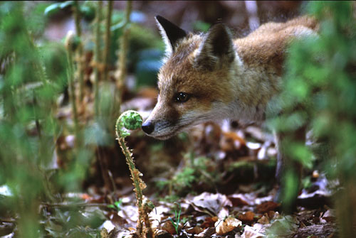 Jungfuchs schnuppert an Farn