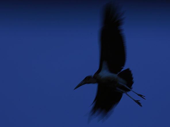 Zu guter Letzt: Marabu