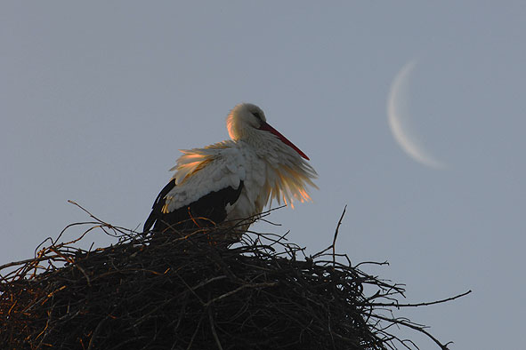 Weißstorchnest am Besucherzentrum  El Acebuche
