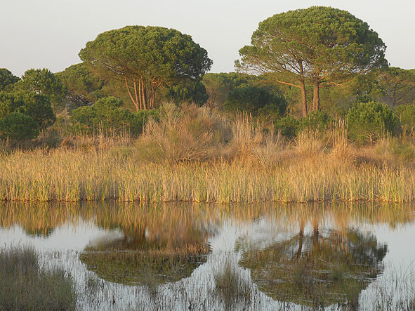Teich in El Acebuche