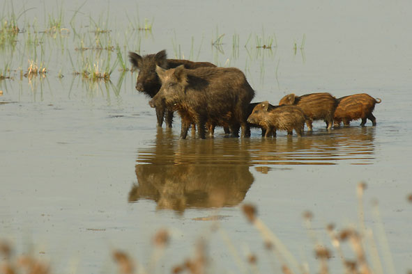 Wildschweine in La Marisma