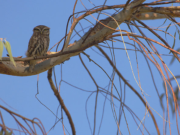 Steinkauz auf einem Eukalyptusbaum
