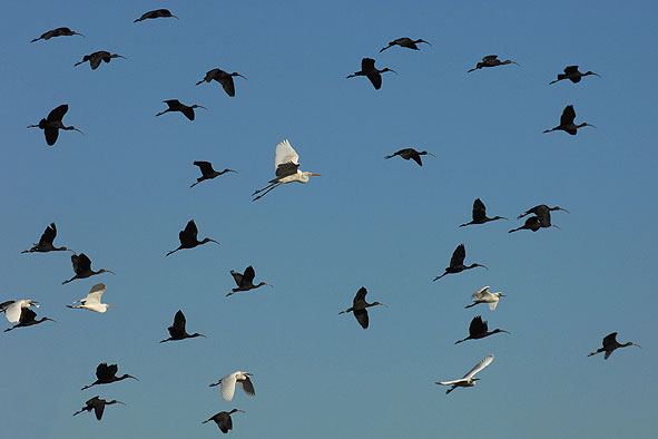 Ein Titelfoto für GalerieNationalpark Coto De Donana in Andalusien