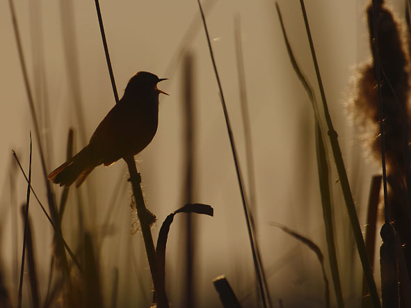 Morgenstund hat Gold im Mund...