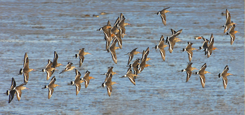 Uferschnepfen fliegen auf