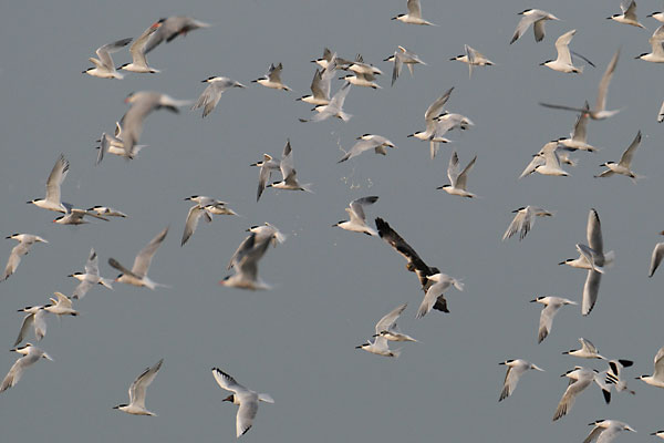 Ein Titelfoto für GalerieTexel Juni 2008