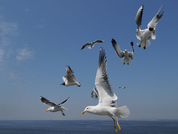 Es grüßt die Nordsee...